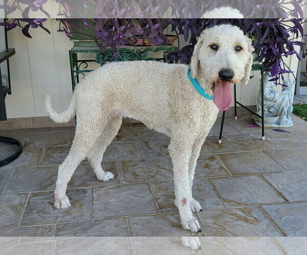 Medium Photo #5 Goldendoodle Puppy For Sale in Glendale , AZ, USA