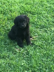 Golden Retriever Puppy for sale in BIG SPRINGS, WV, USA