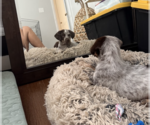 Small #2 Mutt