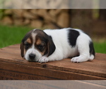 Small Photo #4 Beagle Puppy For Sale in BERNVILLE, PA, USA