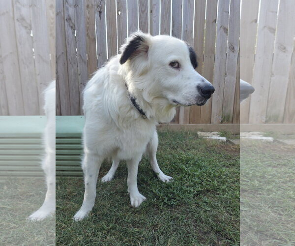 Medium Photo #14 Aussie Pyrenees Puppy For Sale in Houston, TX, USA