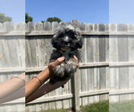 Small #2 Havanese