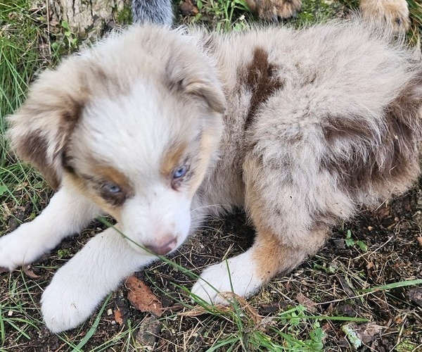 Medium Photo #5 Australian Shepherd Puppy For Sale in MABEL, MN, USA