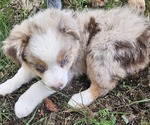 Small Photo #12 Australian Shepherd Puppy For Sale in MABEL, MN, USA