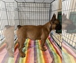 Small Photo #3 French Bulldog Puppy For Sale in CASTRO VALLEY, CA, USA
