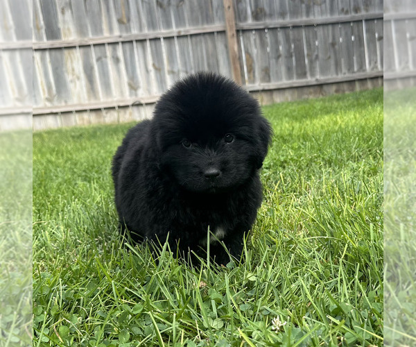 Medium Photo #34 Newfoundland Puppy For Sale in CAMBRIDGE, NE, USA