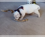 Small Photo #51 American Pit Bull Terrier-Labrador Retriever Mix Puppy For Sale in MOORESBORO, NC, USA