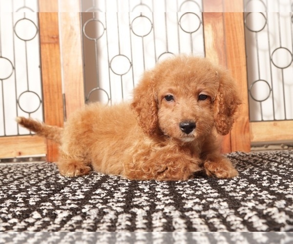 Medium Photo #3 Goldendoodle (Miniature) Puppy For Sale in NAPLES, FL, USA