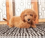 Small #2 Goldendoodle (Miniature)
