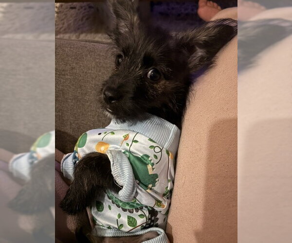 Medium Photo #2 Mutt Puppy For Sale in Genesee, WI, USA