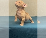 Small Photo #13 English Bulldog Puppy For Sale in SEATTLE, WA, USA