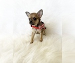 Small #7 Chihuahua
