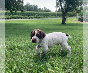 German Shorthaired Pointer Puppy for sale in TIPPECANOE, IN, USA