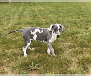 Great Dane Puppy for sale in MIDDLEBURY, IN, USA