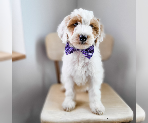 Medium Photo #4 Bernedoodle Puppy For Sale in WAGENER, SC, USA