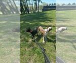 Small #7 American Pit Bull Terrier Mix