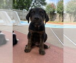 Small #6 Labrador Retriever Mix