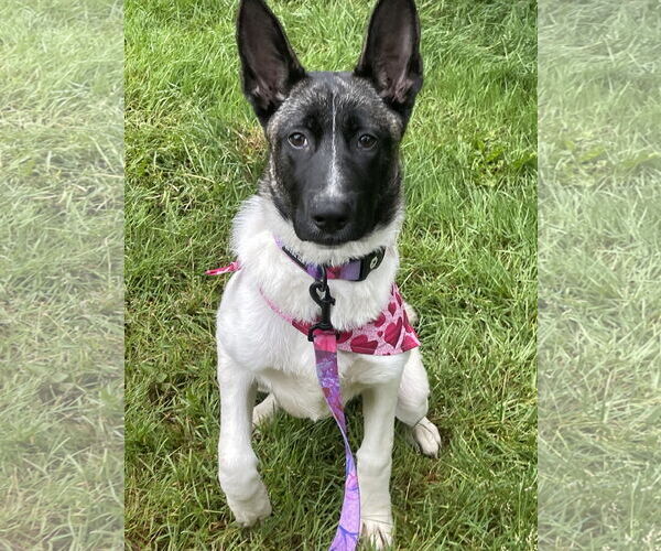 Medium Photo #10 German Shepherd Dog Puppy For Sale in Seattle, WA, USA