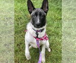 Small #9 German Shepherd Dog