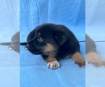 Small #5 Doberman Pinscher-German Shepherd Dog Mix