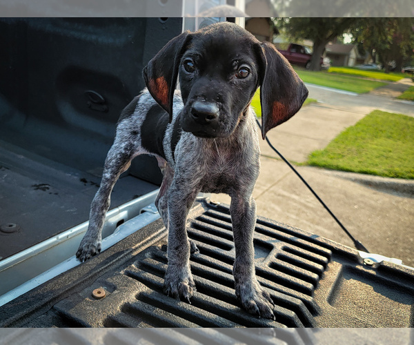 Medium Photo #2 German Shorthaired Pointer Puppy For Sale in MESQUITE, TX, USA