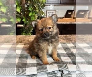 Pomeranian Puppy for sale in INDIANAPOLIS, IN, USA