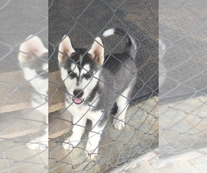 Siberian Husky Puppy for sale in ENID, OK, USA