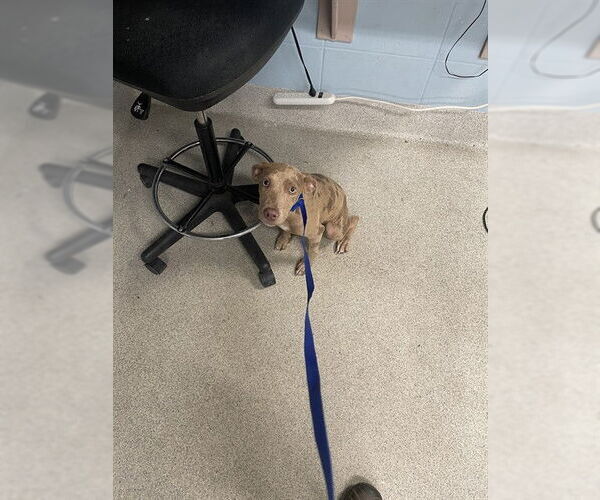 Medium Photo #1 American Staffordshire Terrier-Unknown Mix Puppy For Sale in Tallahassee, FL, USA