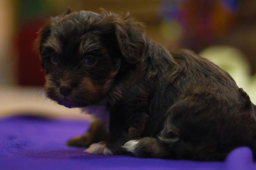 Medium Photo #1 Havanese Puppy For Sale in MANTORVILLE, MN, USA
