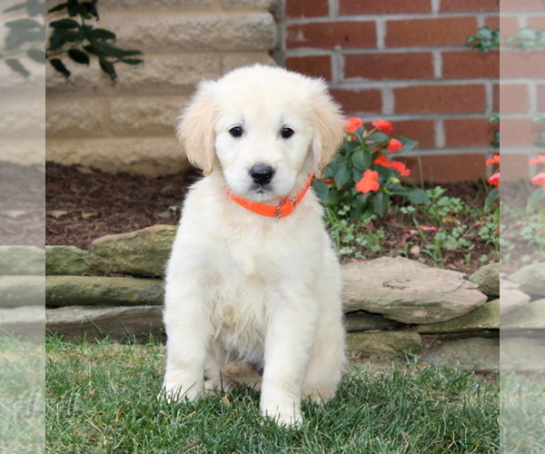 Medium Photo #1 Golden Retriever Puppy For Sale in NEW PROVIDENCE, PA, USA