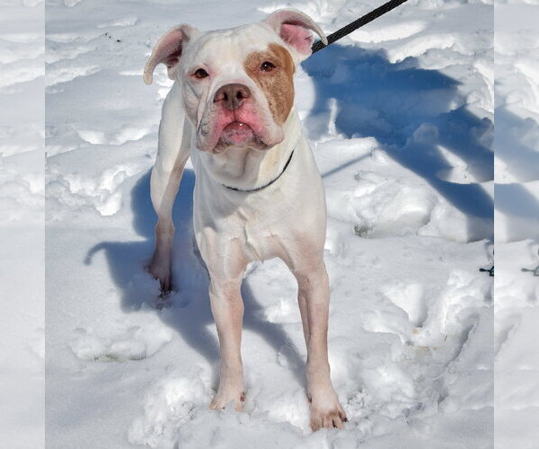 Medium Photo #4 Bulloxer Puppy For Sale in Huntley, IL, USA