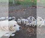 Puppy Martin Great Pyrenees
