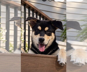Siberian Husky-Unknown Mix Dogs for adoption in Germantown, OH, USA