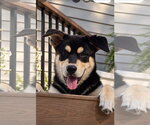 Rubin - Male Siberian Husky-Unknown Mix Dog for Adoption - Small photo