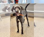 Small #3 German Wirehaired Pointer-Irish Wolfhound Mix