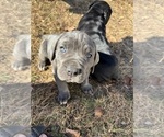 Small Photo #3 Cane Corso Puppy For Sale in COLONIAL HEIGHTS, VA, USA