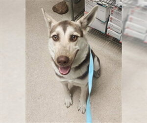 German Shepherd Dog-Unknown Mix Dogs for adoption in Bakersfield, CA, USA