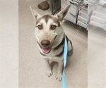 *LONDON - Female German Shepherd Dog-Unknown Mix Dog for Adoption - Small photo