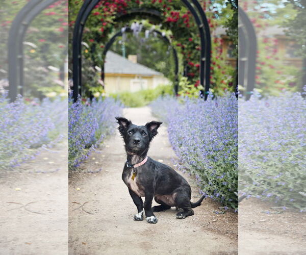 Medium Photo #6 Colonial Cocker Spaniel-Unknown Mix Puppy For Sale in Sandy, UT, USA