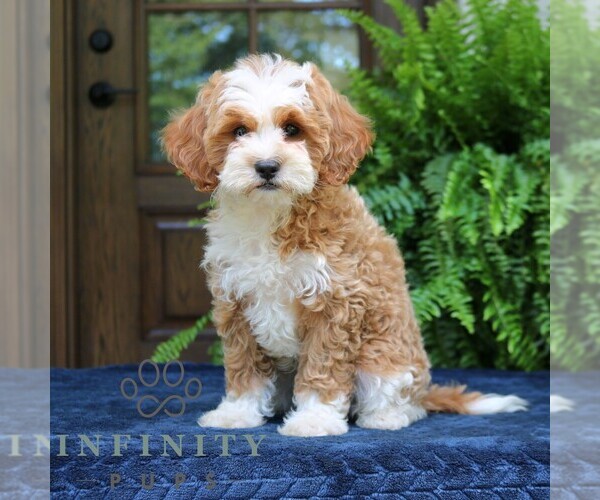 Medium Photo #4 Cavapoo (Miniature) Puppy For Sale in NARVON, PA, USA