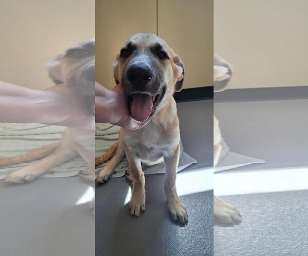Medium Photo #2 Anatolian Shepherd-Unknown Mix Puppy For Sale in Rockwall, TX, USA