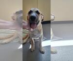 Small #1 Anatolian Shepherd Mix