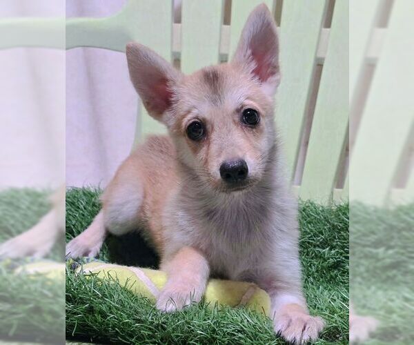 Medium Photo #3 Chiranian Puppy For Sale in Chino Hills, CA, USA