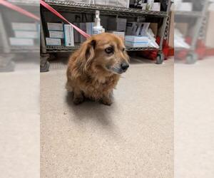 Chiweenie Dogs for adoption in Bakersfield, CA, USA