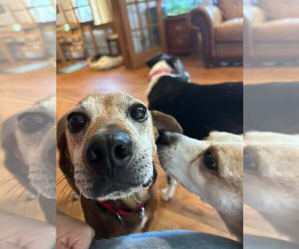 Medium Photo #4 Mutt Puppy For Sale in Woodbury, NY, USA