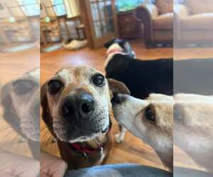 COPPER - Male Mutt Dog for Adoption - Photo #4