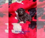 Small Photo #2 Goldendoodle (Miniature) Puppy For Sale in TOPEKA, IN, USA