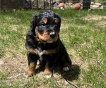 Small Photo #9 Great Bernese Puppy For Sale in IOLA, WI, USA