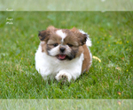 Small #1 Shih Tzu
