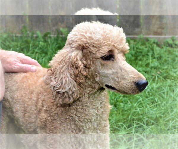 Medium Photo #5 Poodle (Standard) Puppy For Sale in Lincolnwood, IL, USA